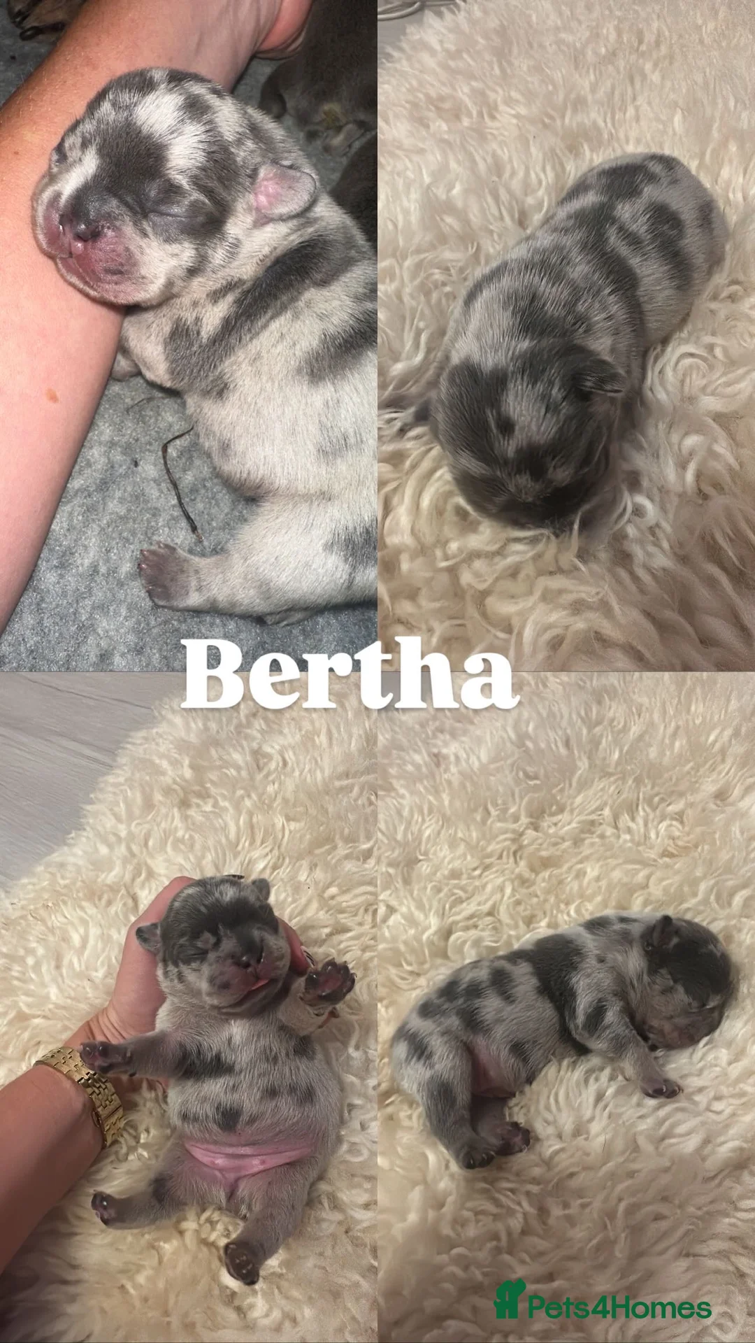 French Bulldog dogs for sale: Beautiful Frenchie Puppies Looking 4 Loving Home - Advert 2
