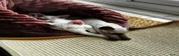 Devon Rex cats for sale: Last 2 exceptional Devon Rex kittens available - Advert 30