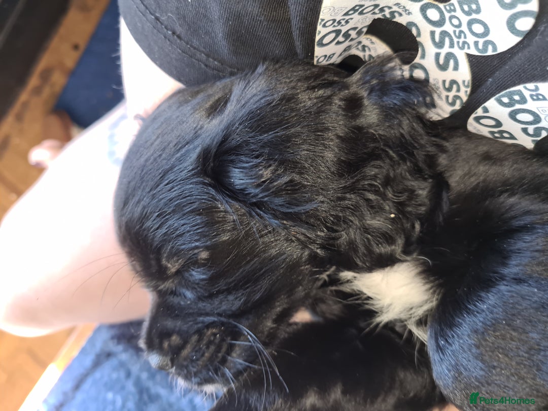 Mixed Breed dogs for sale: Beautiful litter of spaniel Cross  - Image 19