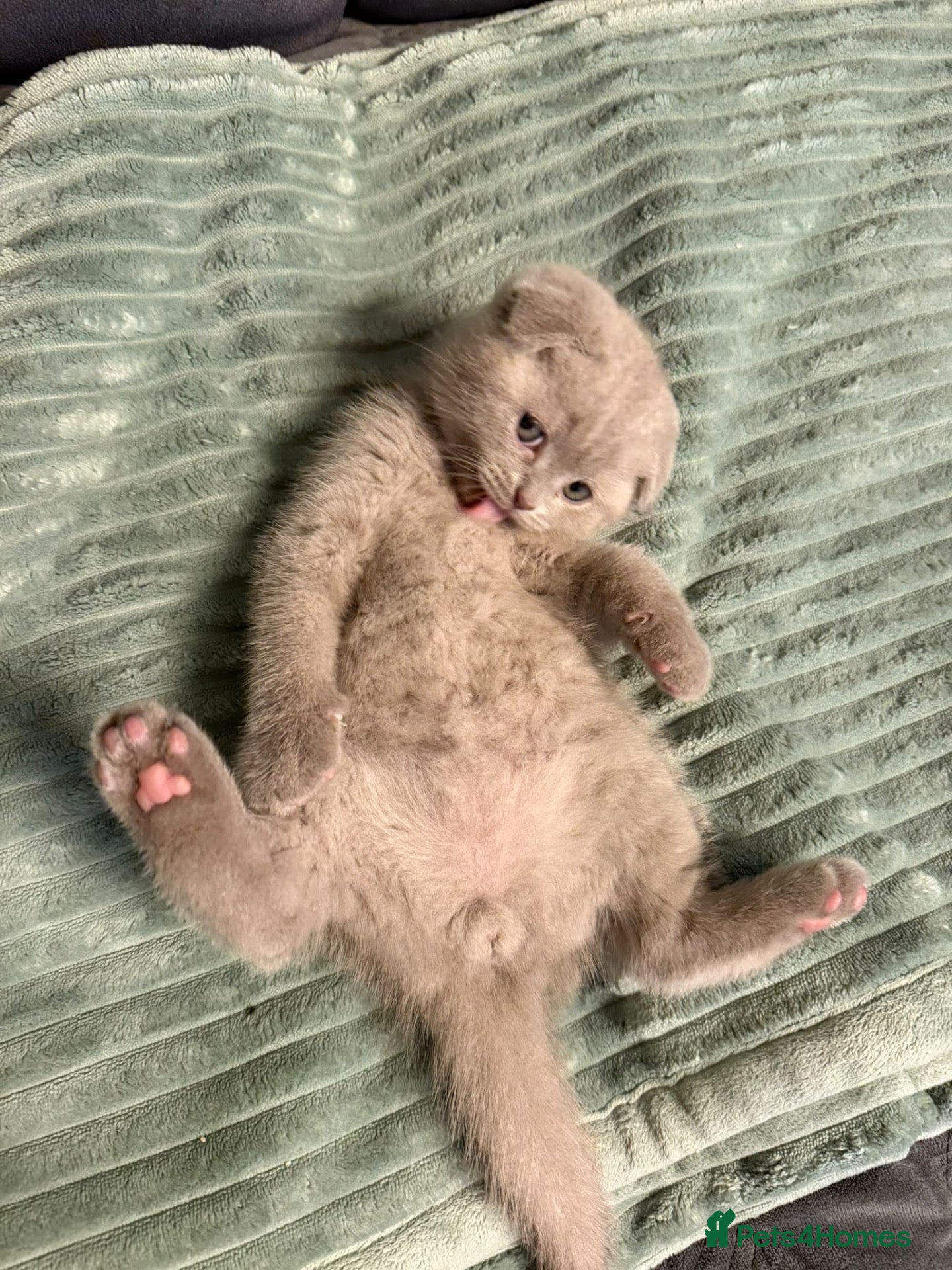 Scottish Fold cats 7 Beautifully Scottish Fold/Straight kittens - Advert 1