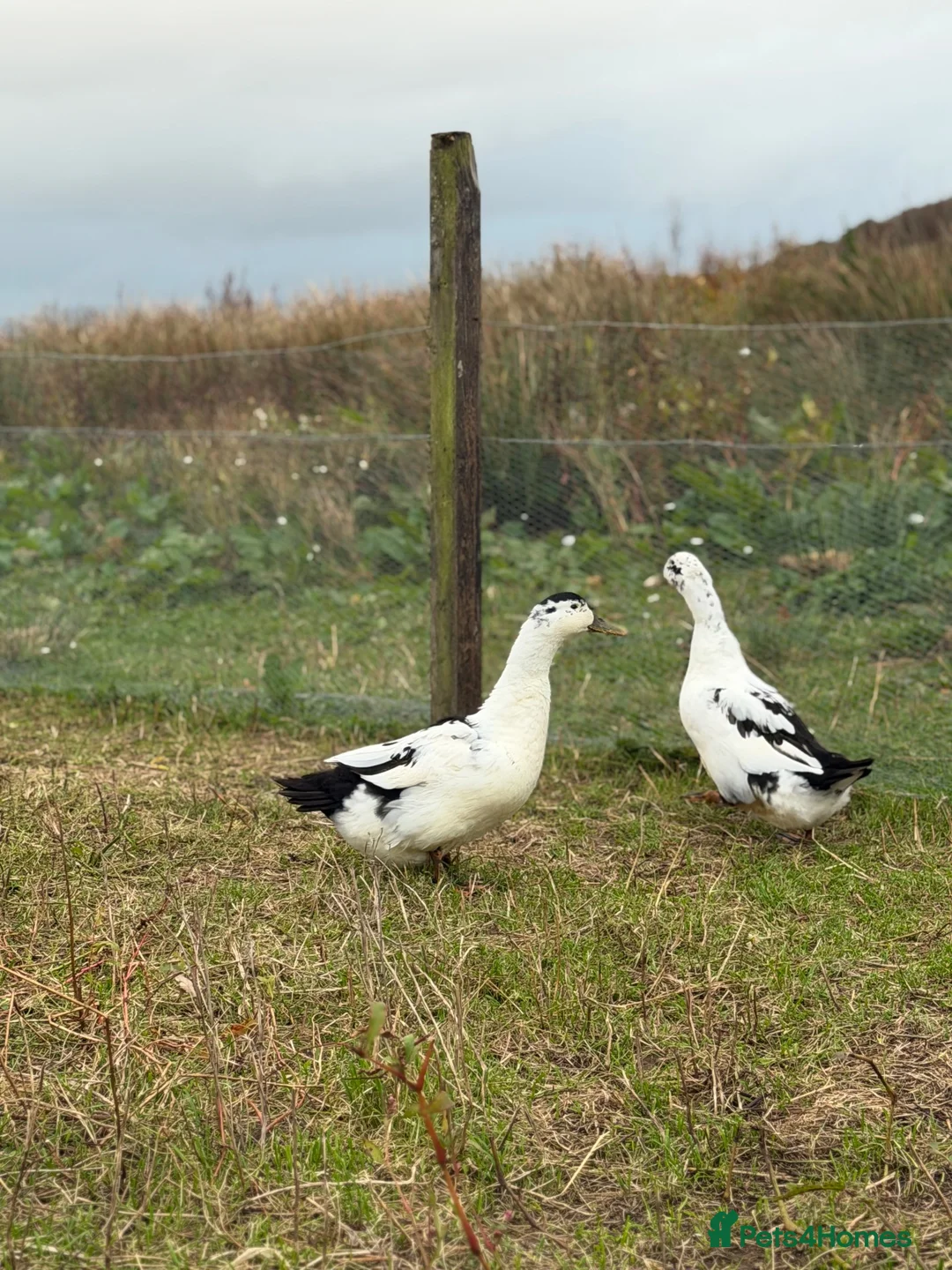 Ducks poultry for sale: 6x Hatching eggs magpie duck  - Advert 1