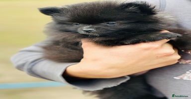 Pomeranian dogs - Advert 16