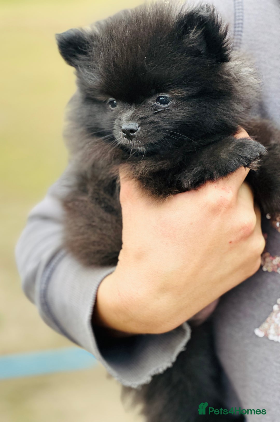 Pomeranian dogs for sale: Perfect poms - Image 3