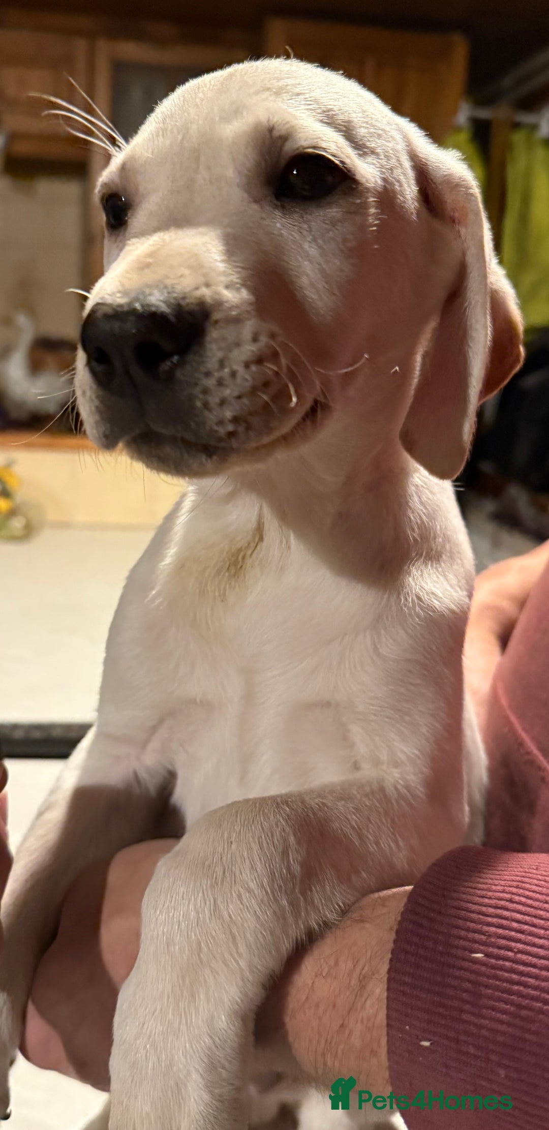 Mixed Breed dogs for sale: German Pointer x Labrador Pups - Advert 3