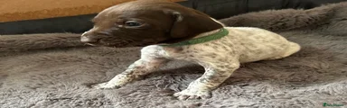 German Shorthaired Pointer Puppy 5