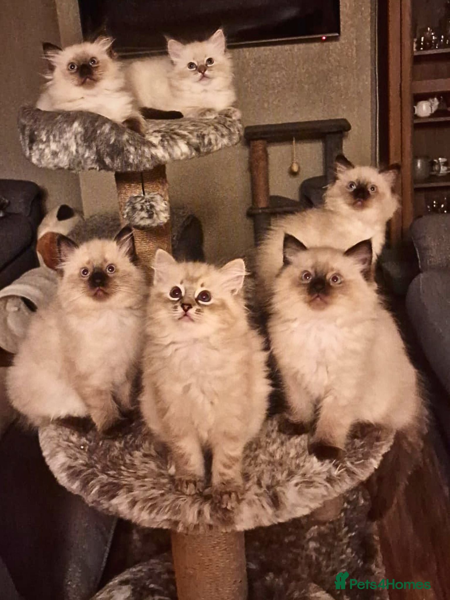 Ragdoll cats gorgeous ragdolls - Champion Bloodlines - Advert 1