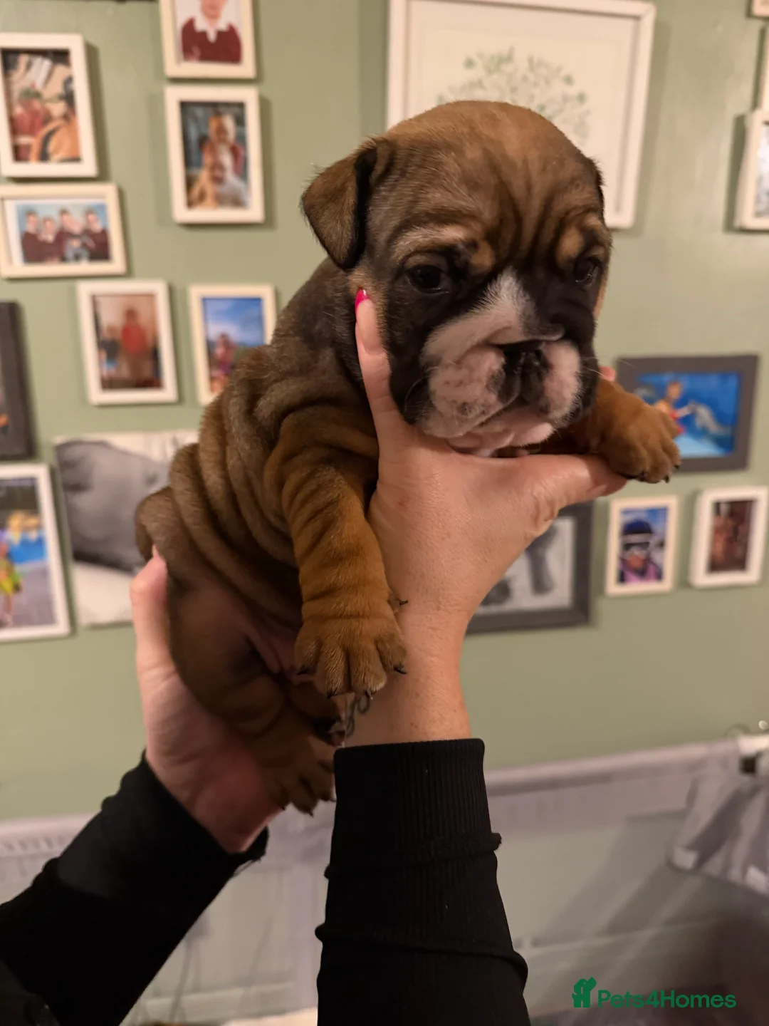 English Bulldog dogs for sale: 🌸💙 top blood line English bulldogs 🌸💙❤️ - Advert 30