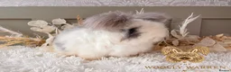 Angora rabbits for sale: Beautiful Adult Angoras Available  - Advert 11