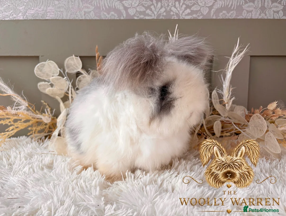 Angora rabbits for sale: Beautiful Adult Angoras Available  - Advert 11