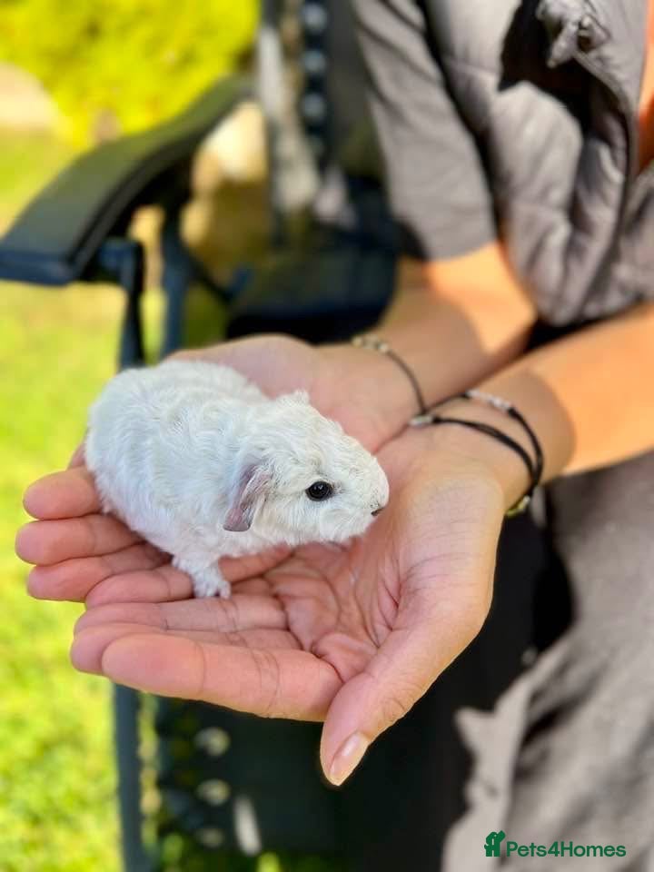 Guinea Pig rodents Guinea pigs white Teddy shape - Advert 1