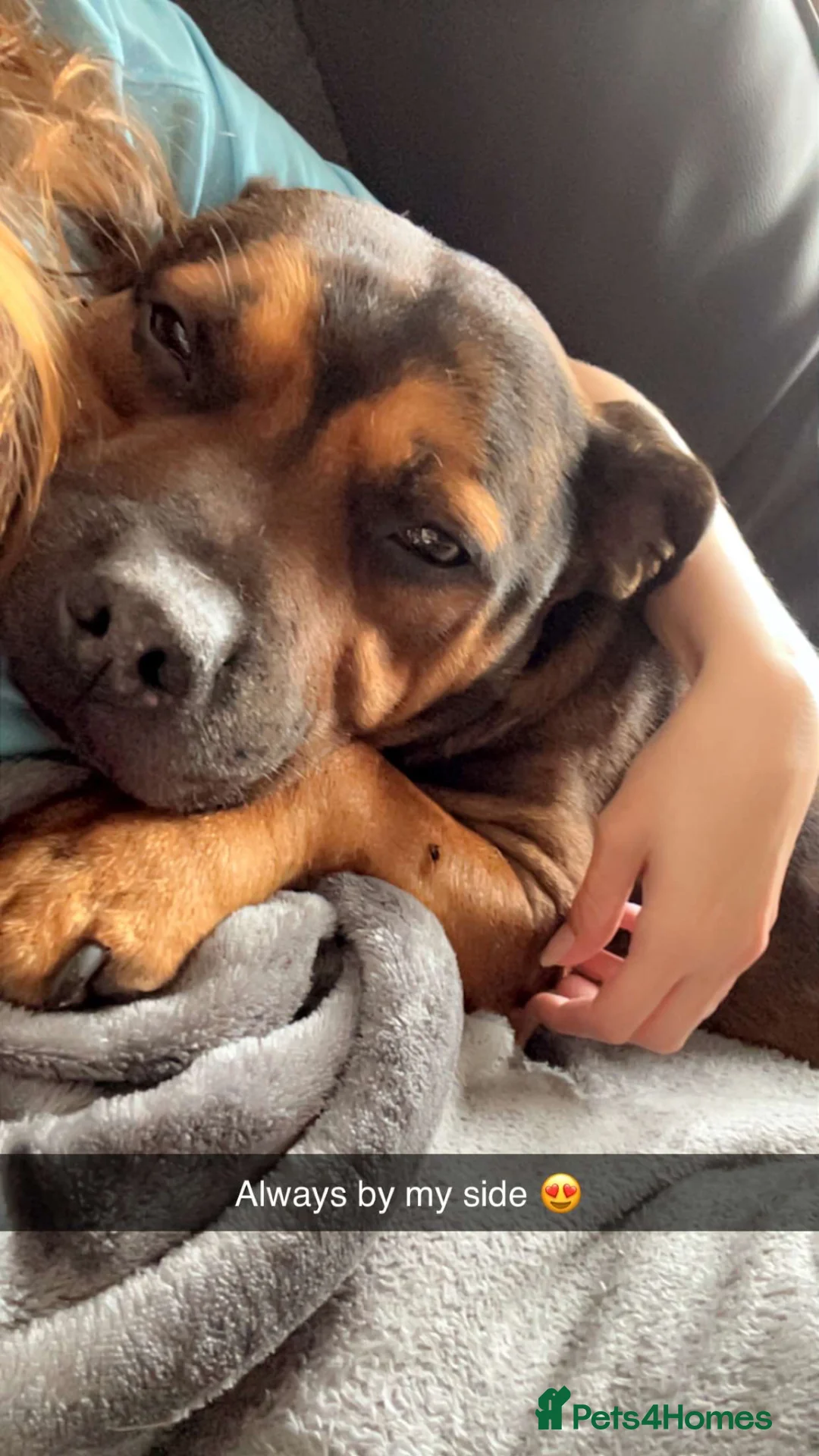 Staffordshire Bull Terrier dogs for sale: Staffie 7years of age looking for new family  in Edinburgh - Advert 2