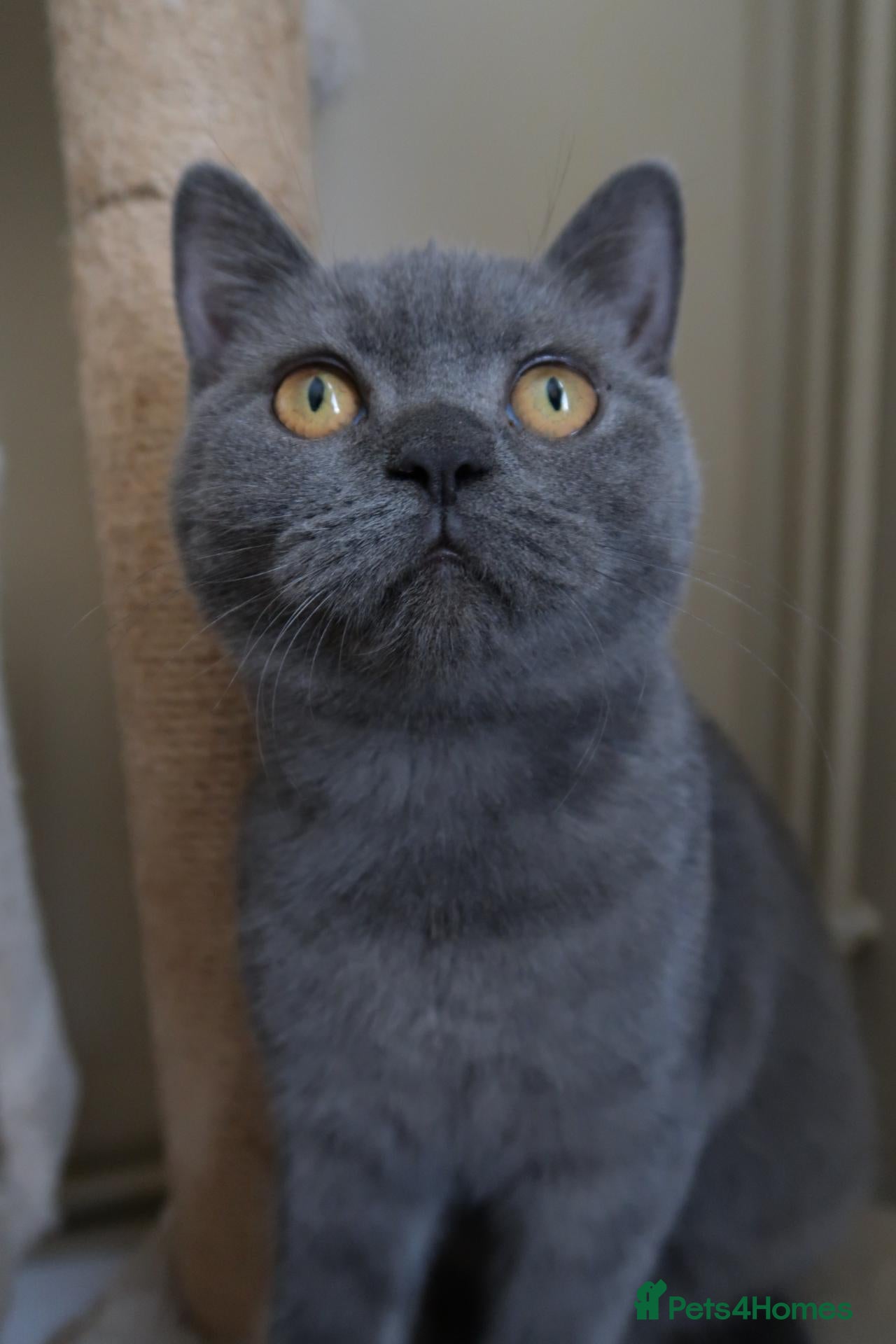 British Shorthair cats for sale: ✨️ FEMALE TICA Non Active/ ACTIVE ✨️ - Advert 16