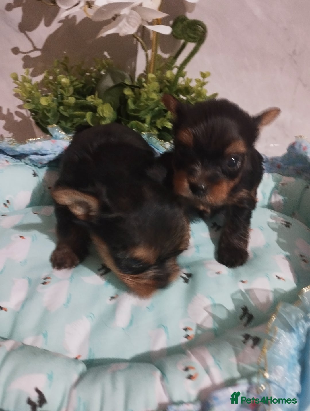 Yorkshire Terrier dogs for sale: 💝💝Beautiful miniature babies 💝💝 - Image 34