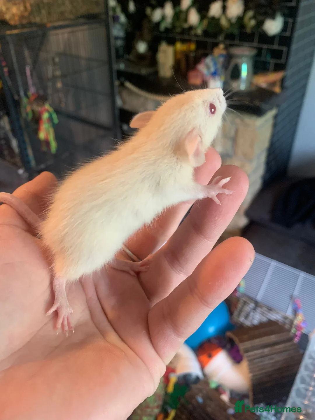Rat rodents for sale: Dumbo Dwarf Rats - Advert 2