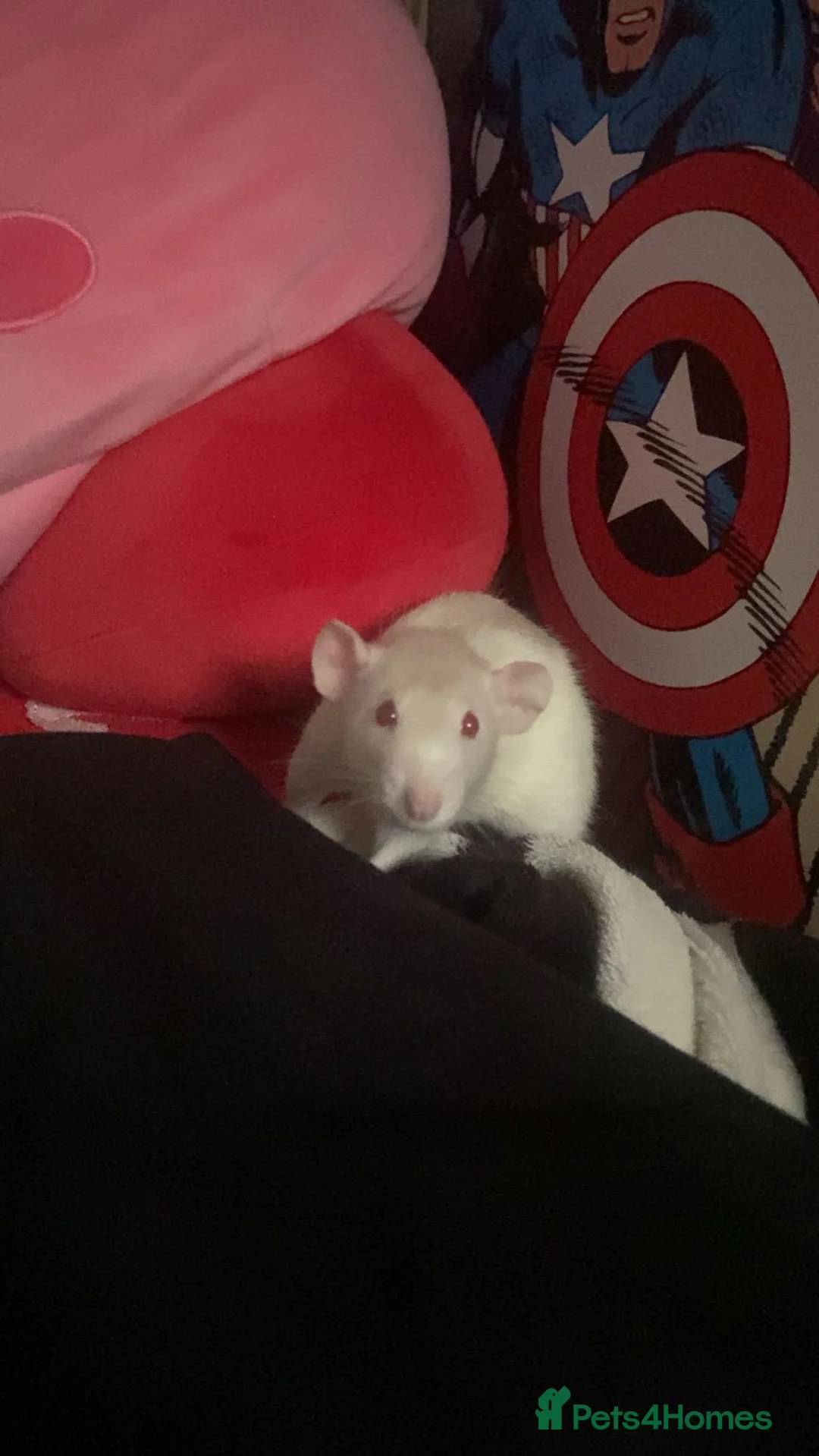 Rat rodents for sale: 3 rats & cage for sale - Advert 9