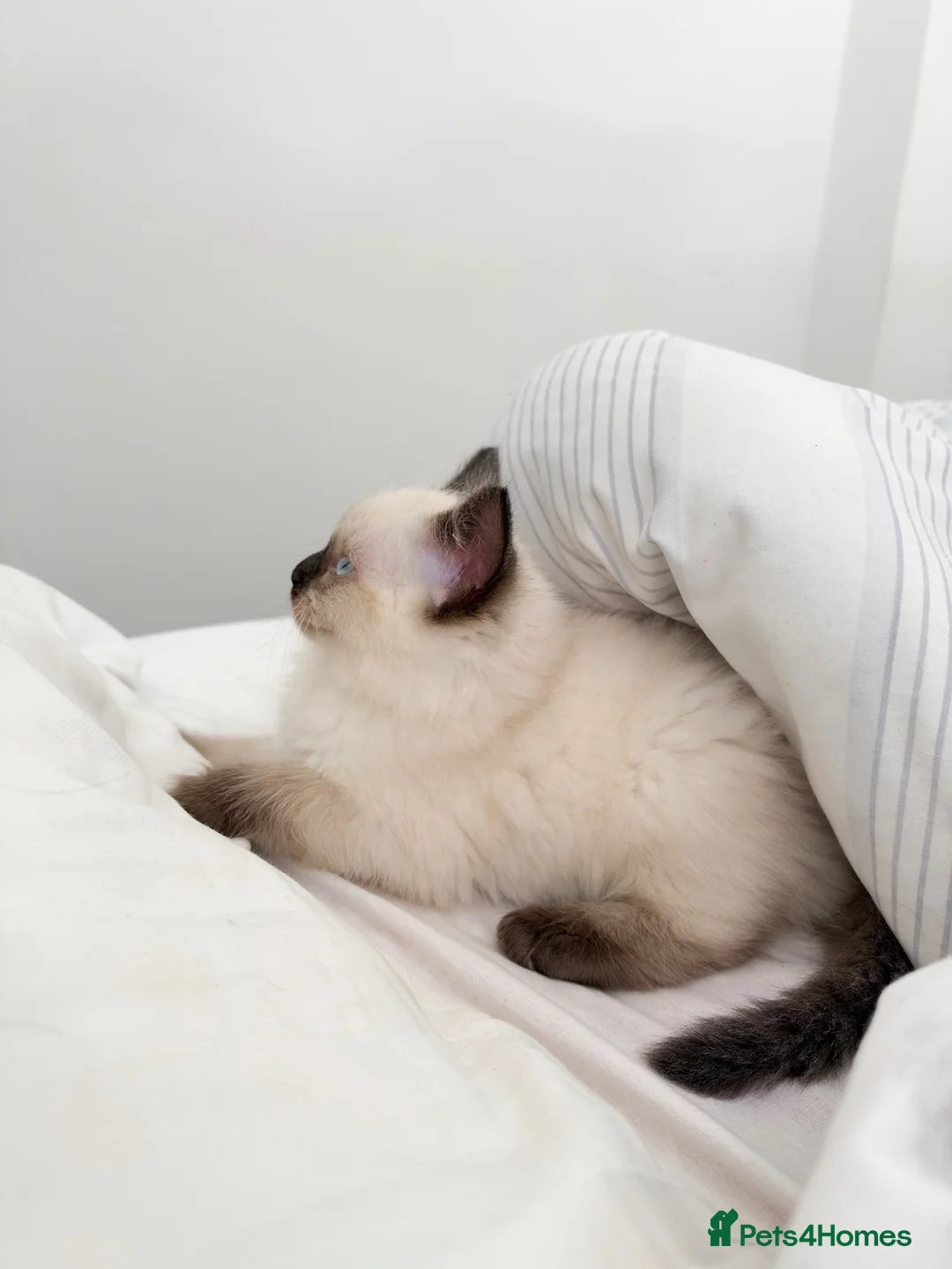 Ragdoll cats for sale: Beautiful Sealpoint Ragdoll Boy  - Advert 2