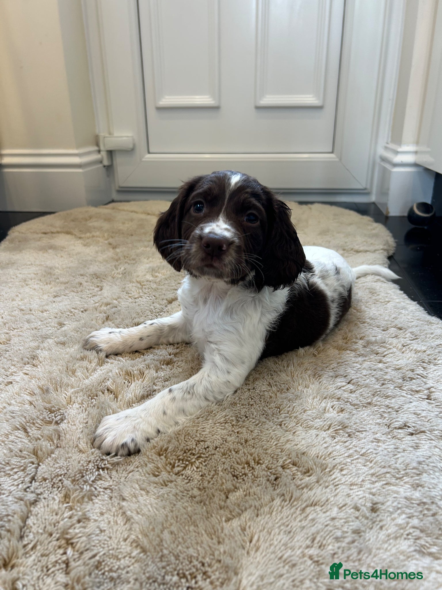 English Springer Spaniel dogs Exceptional ESS Puppies KC  - Advert 1