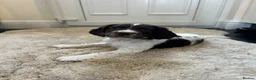 English Springer Spaniel dogs for sale: Exceptional ESS Puppies KC liver and white  - Advert 1