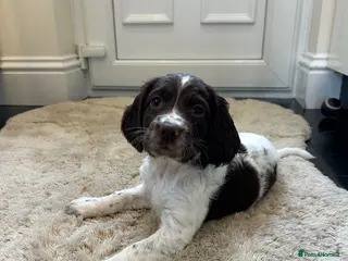 English Springer Spaniel dogs Exceptional ESS Puppies KC - Advert 1