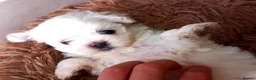 Maltese dogs for sale: 3 little girls  - Advert 3