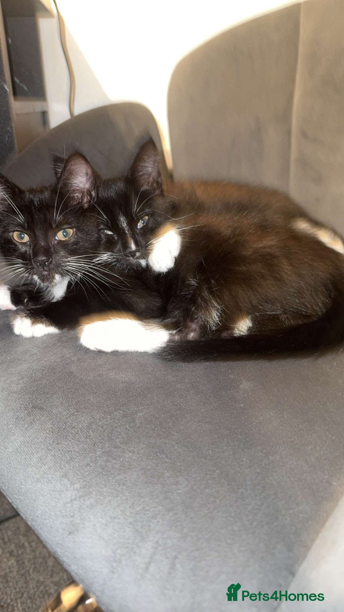 Mixed Breed cats Woody and Jessie - Advert 4