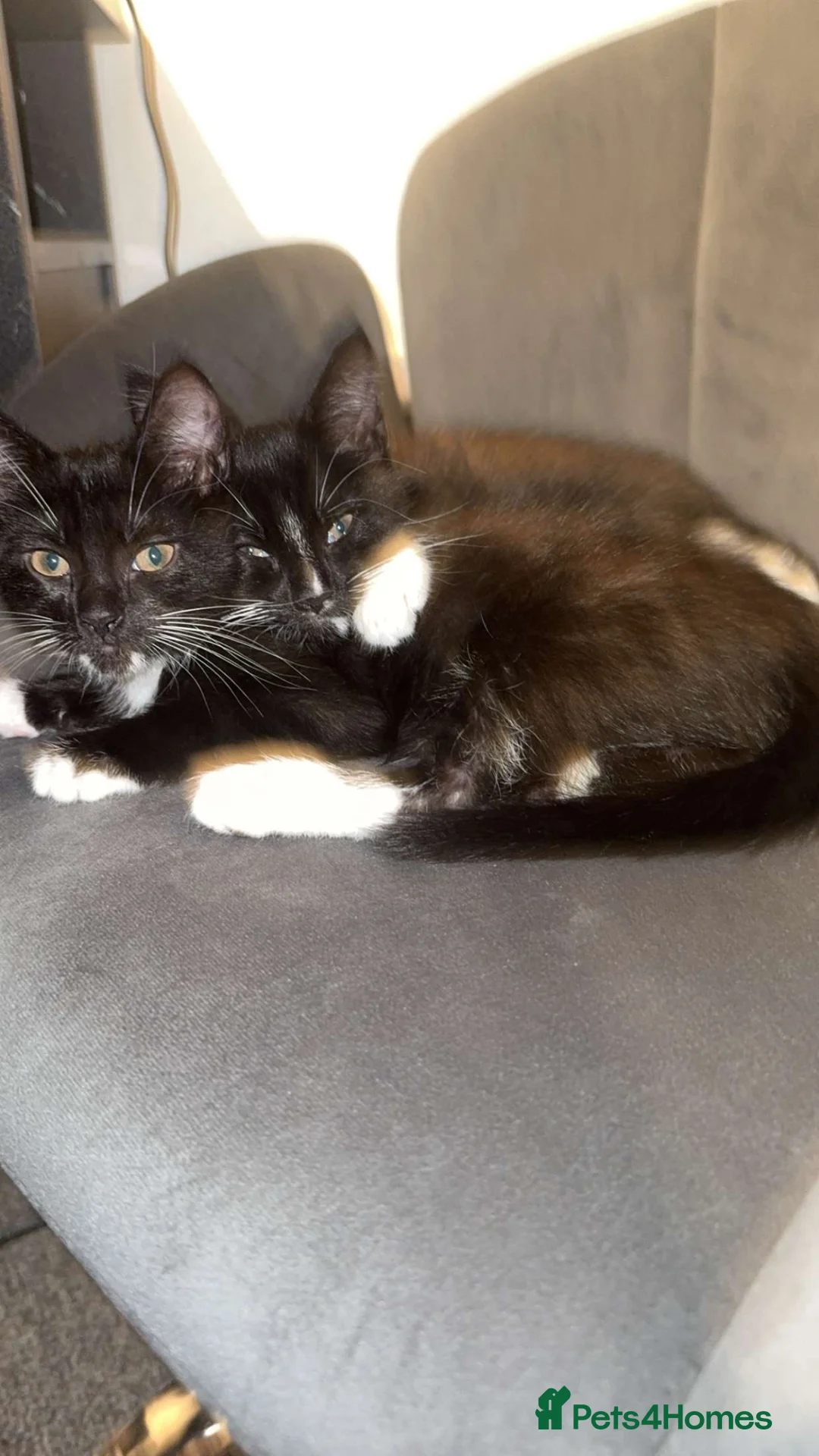 Mixed Breed cats for sale: Woody and Jessie - Advert 1