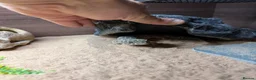 Leopard Gecko reptiles for sale: Leopard gecko stunning with complete setup in Preston - Advert 8