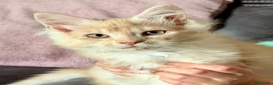 Maine Coon Kitten 1