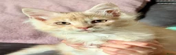 Maine Coon cats for sale: Maine Coon kittens - Advert 12