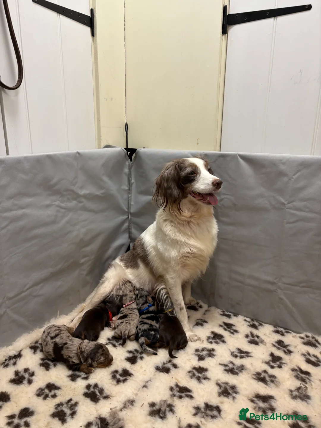 Mixed Breed dogs for sale: ONLY 1 LEFT Beautiful Cocker X Puppies  - Advert 8