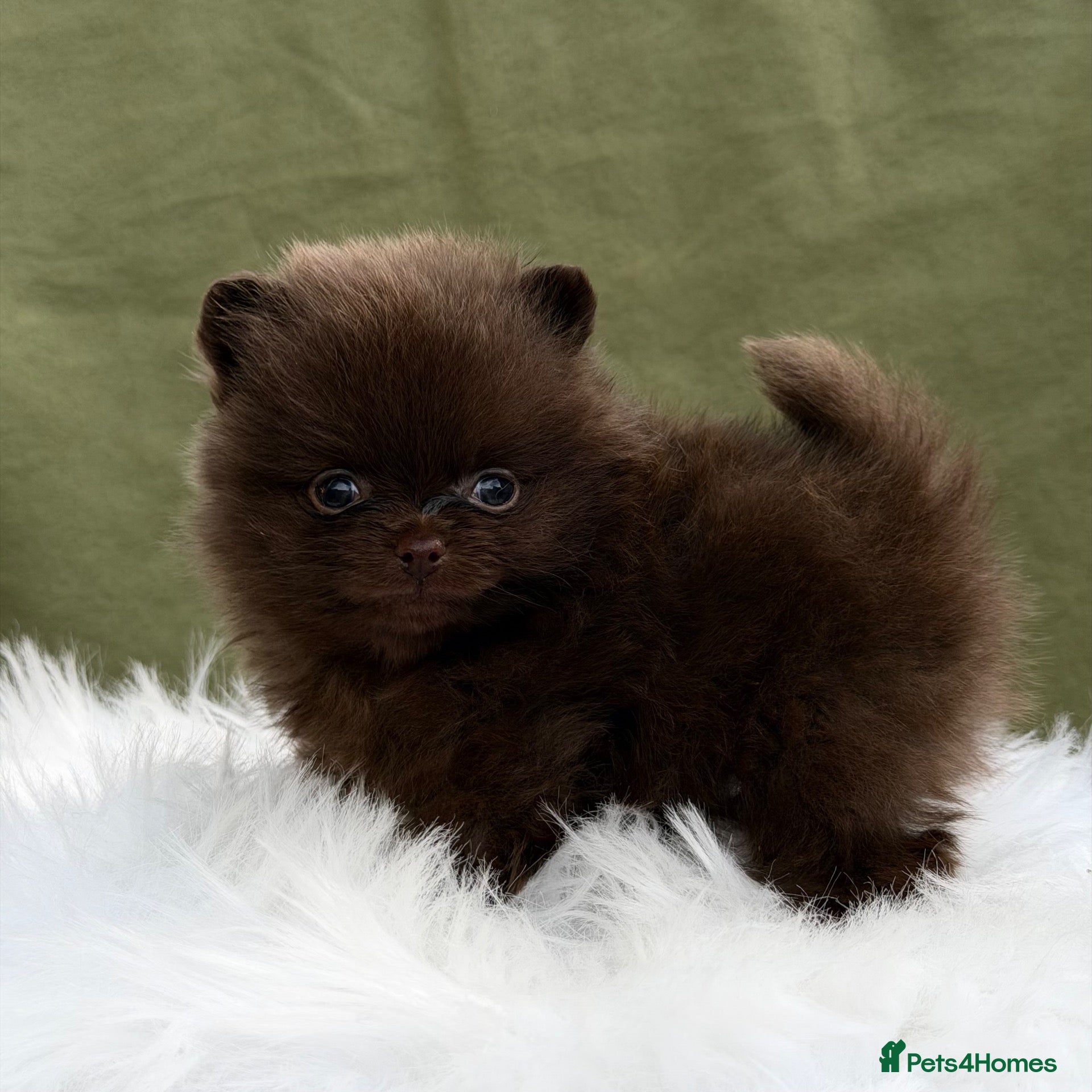 Pomeranian dogs BEAUTIFUL TEDDY FACE POMERANIAN PUPPIES KC ❤️✨ - Advert 4