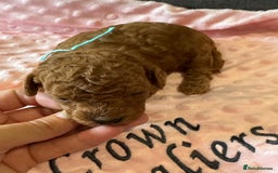 Toy Poodle dogs for sale: EXTENSIVE HEALTH TEST KC RED TOY POODLES LICENSED - Image 11