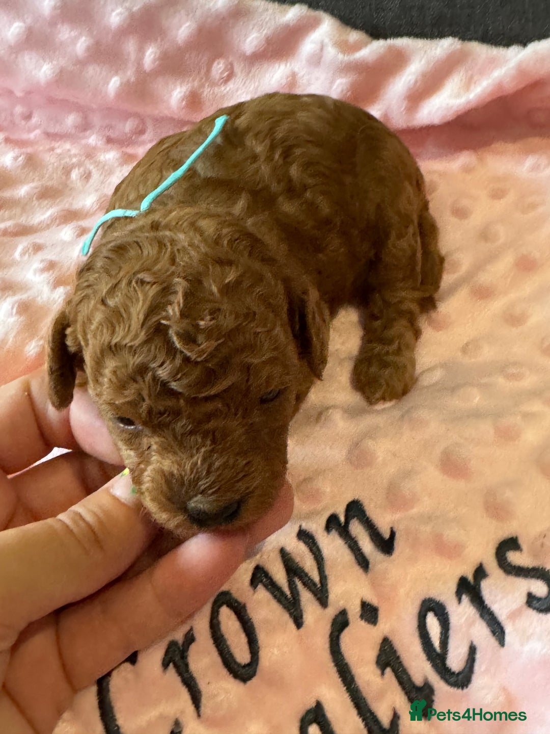 Toy Poodle dogs for sale: EXTENSIVE HEALTH TEST KC RED TOY POODLES LICENSED - Image 11