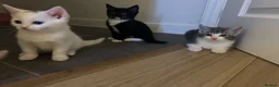 Mixed Breed cats for sale: Adorable litter of kittens  - Advert 26