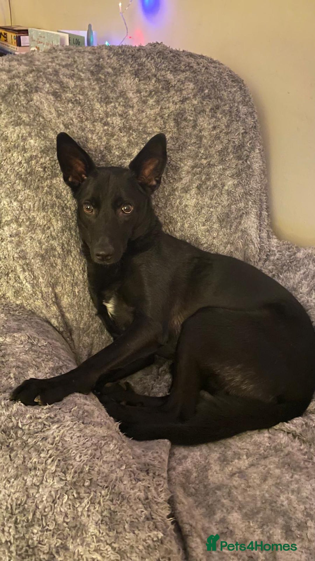 Mixed Breed dogs for adoption: Pango needs a forever home - Advert 5