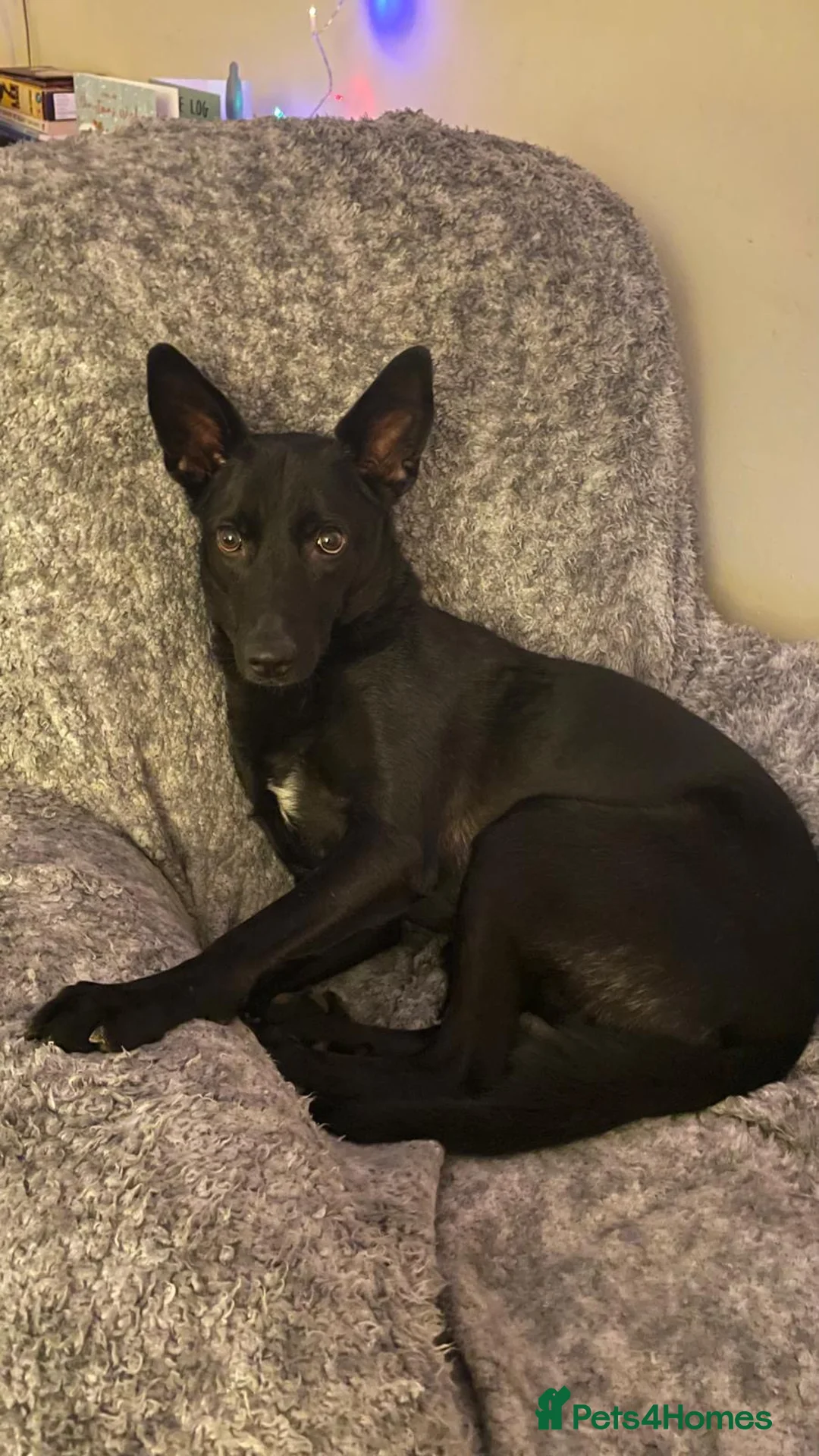 Mixed Breed dogs for adoption: Pango needs a forever home - Advert 5