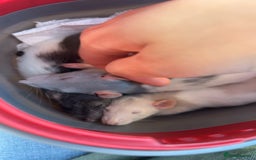 Rat rodents for sale: 3 male rats looking for their forever home - Image 1