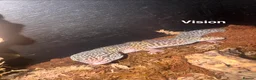 Gecko reptiles for sale: Leopard and crested geckos  in Trowbridge - Advert 5
