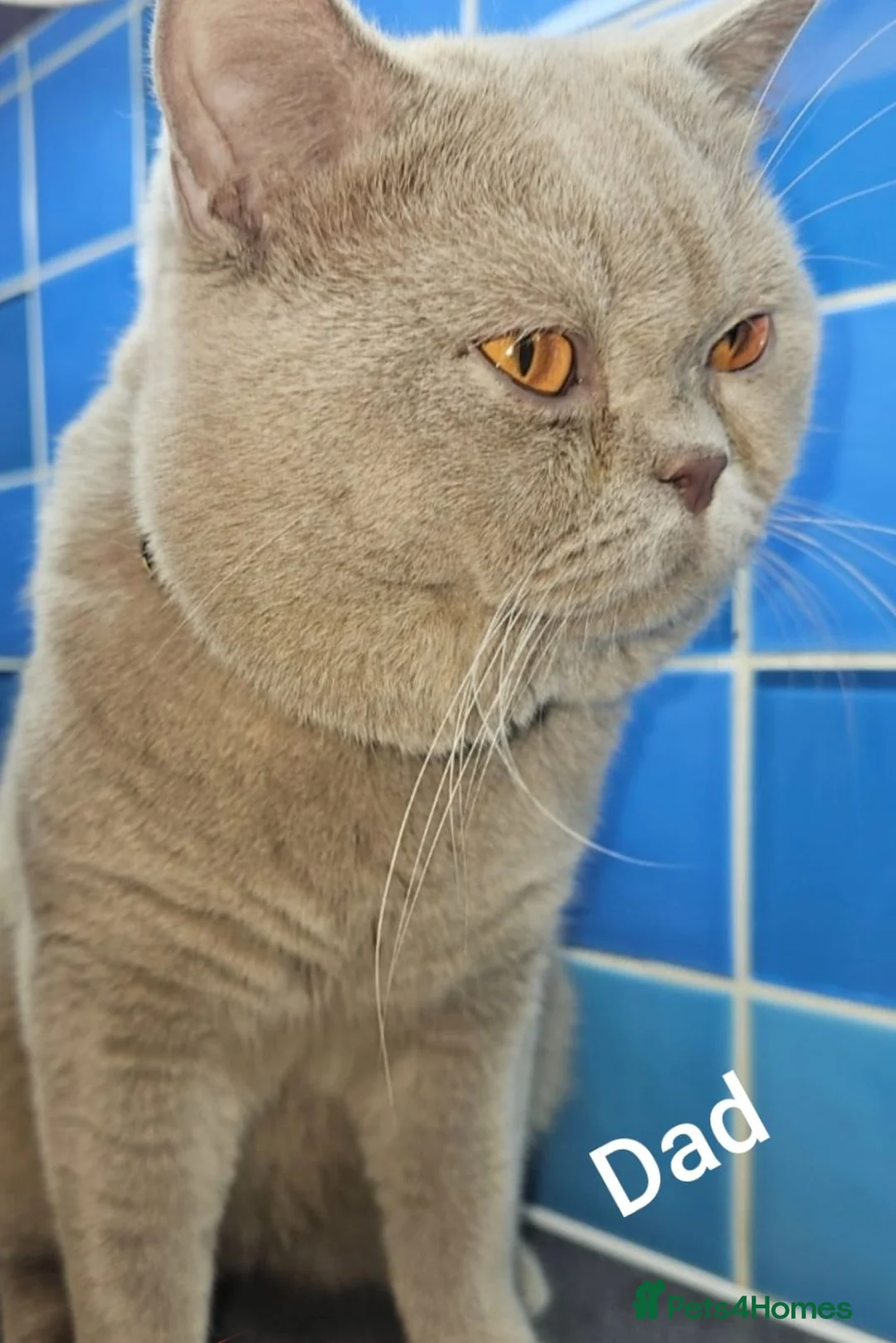 British Shorthair cats for sale: GCCF Bi-colour kittens (Golden & lilac) - Advert 6
