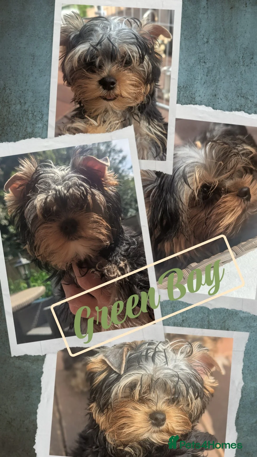 Yorkshire Terrier dogs for sale: 👉Yorkshire Terrier Pups–KC Lines, Health Checked - Advert 2
