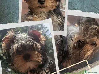 Yorkshire Terrier dogs 👉Yorkshire Terrier Pups–KC Lines, Health Checked - Advert 3
