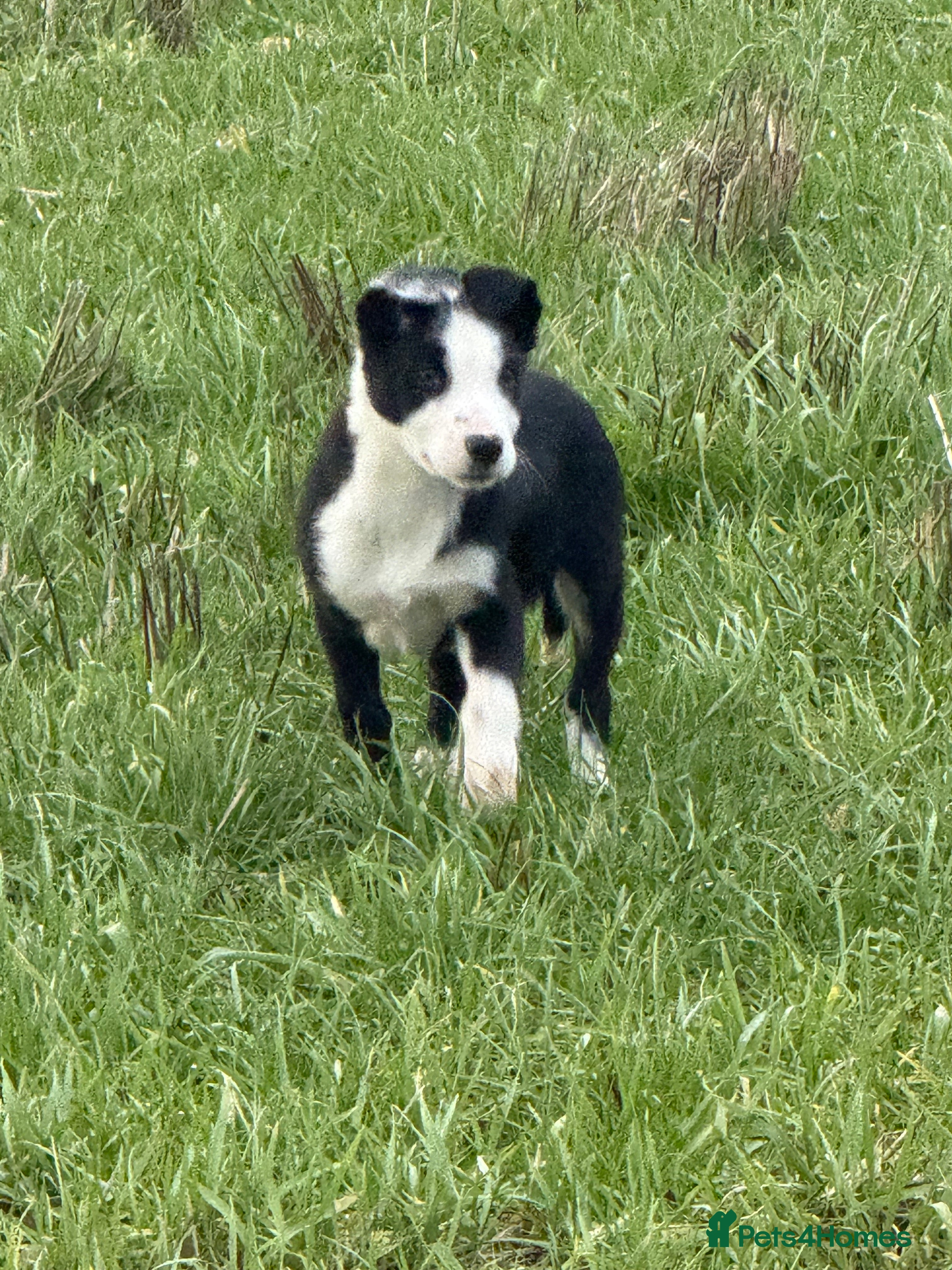 Border Collie dogs Two border collie pups for new homes - Advert 2