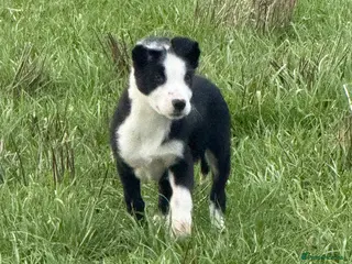 Border Collie dogs Two border collie pups for new homes - Advert 2
