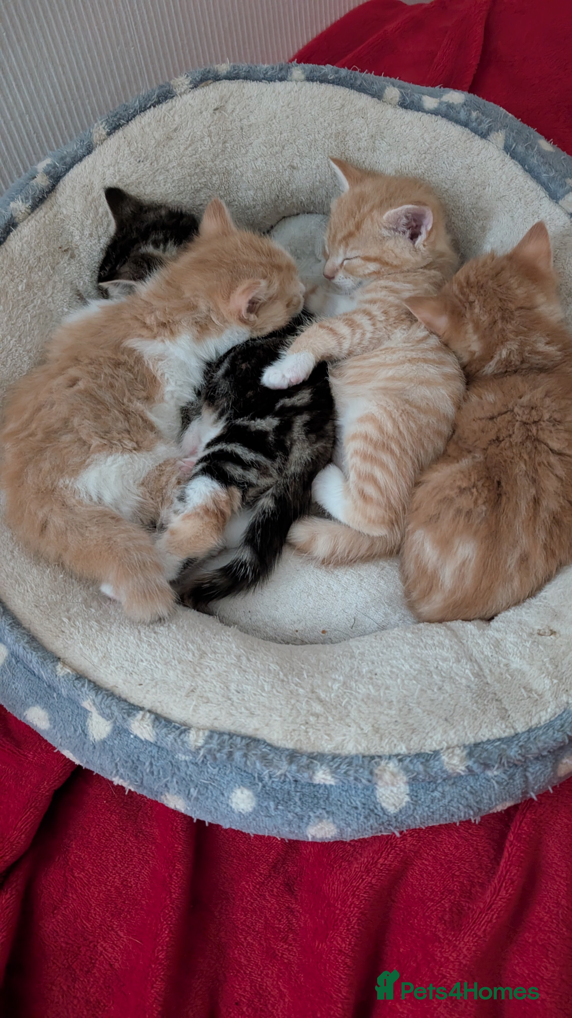 Mixed Breed cats Litter of 4 Kittens Ready for Their Forever Homes! - Advert 1