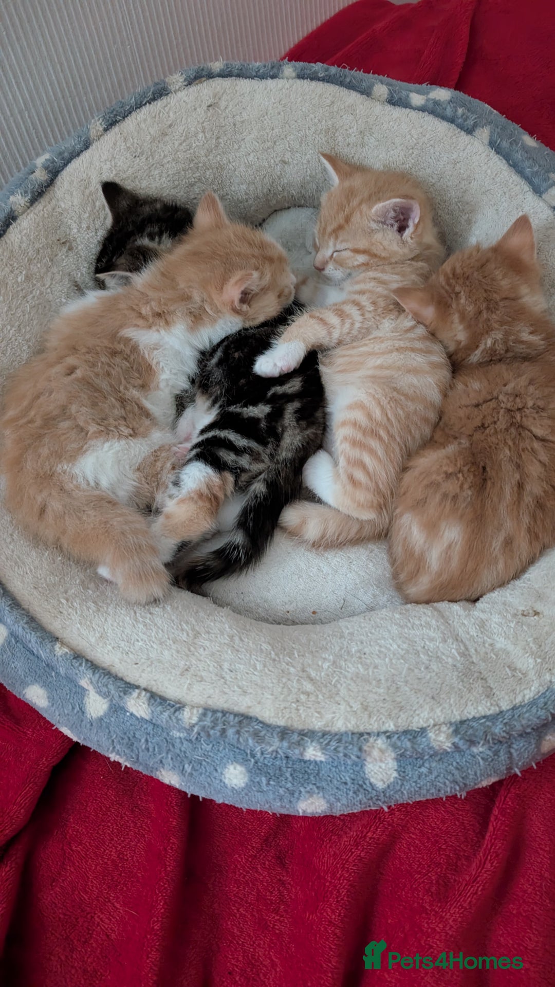 Mixed Breed cats for sale: Litter of 4 Kittens Ready for Their Forever Homes! - Advert 1