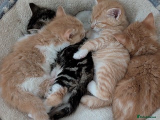 Mixed Breed cats Litter of 4 Kittens Ready for Their Forever Homes! - Advert 1