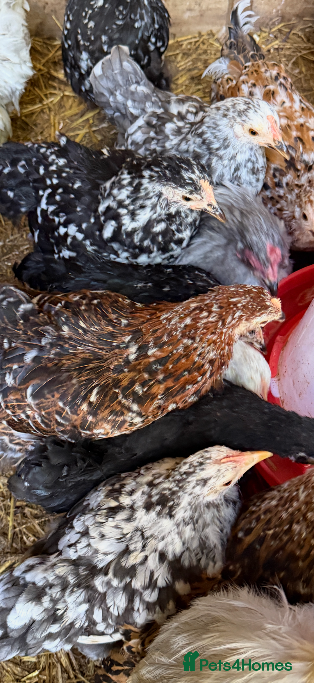 Chickens poultry for sale: Pekin bantams  - Image 4