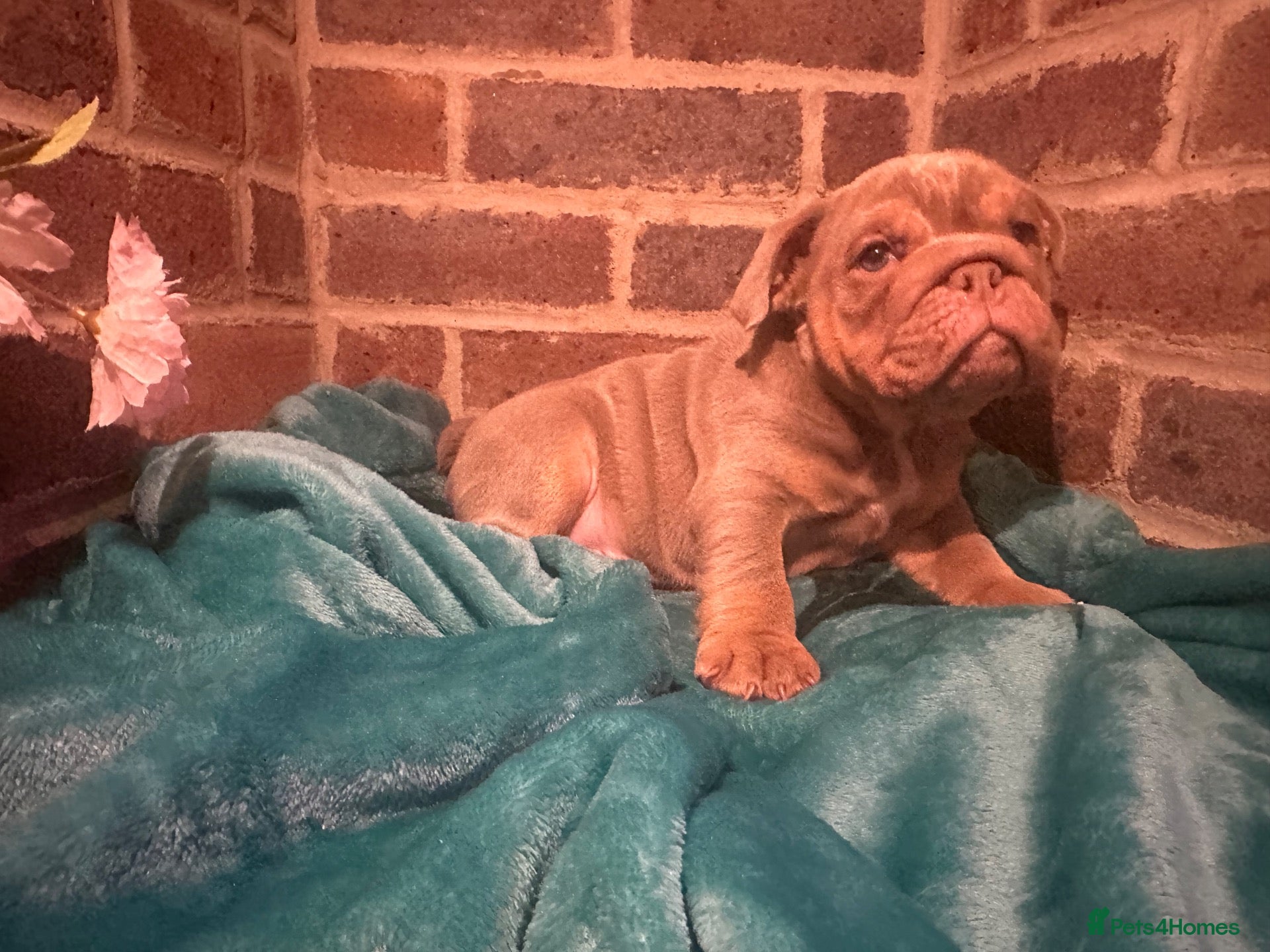 Olde English Bulldogge dogs Outstanding litter of bulldog puppies - Advert 2