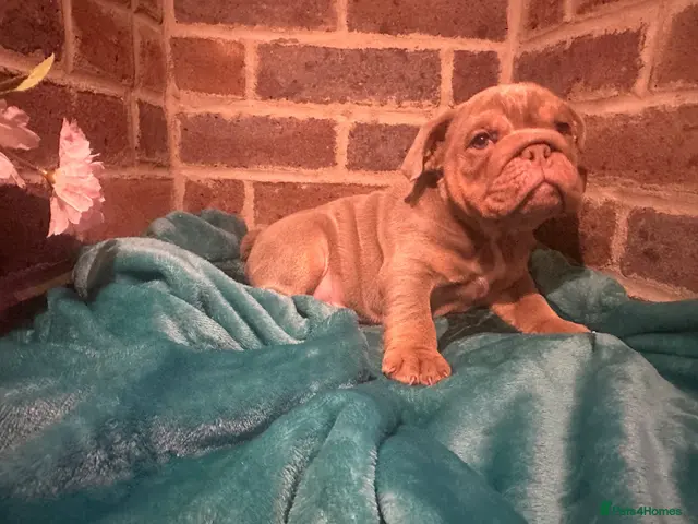 Olde English Bulldogge dogs for sale: Last boy ready to go!!!! - Advert 2