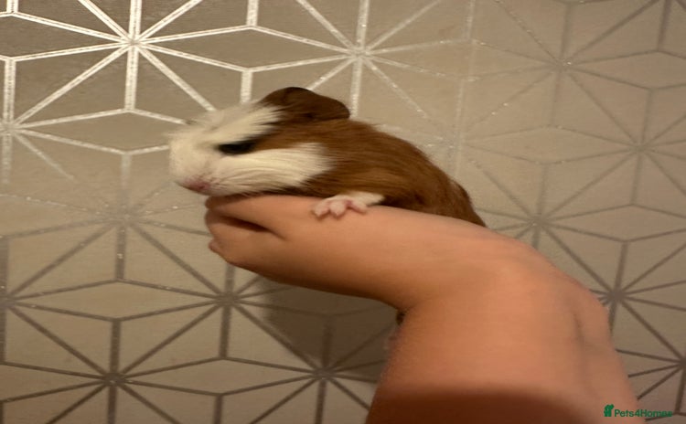 Guinea Pig rodents - Advert 12
